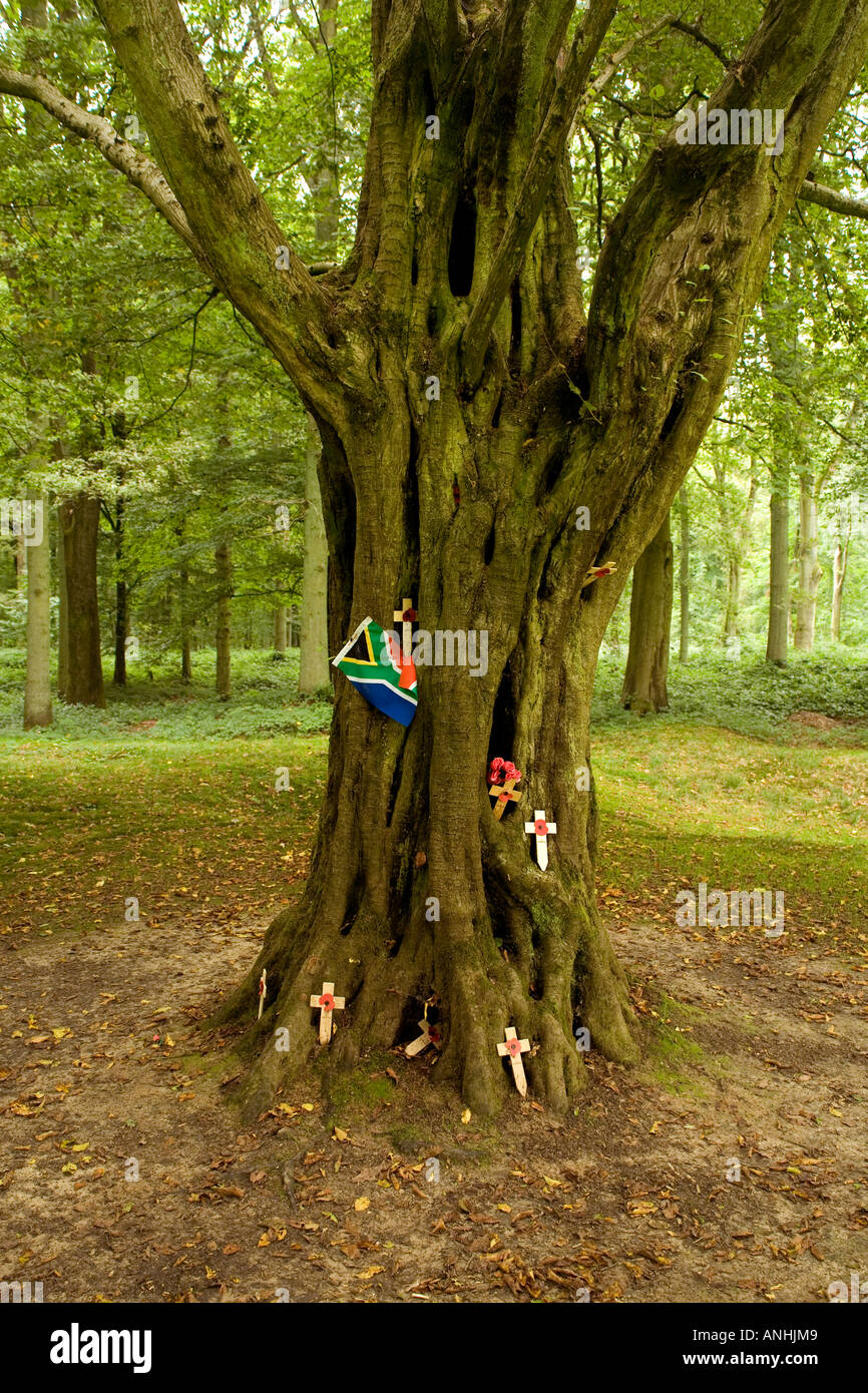Einzige Überlebende Baum mit Schrapnell von 1916 im Delville Wood in der Somme in der Nähe von Longueval Frankreich Stockfoto