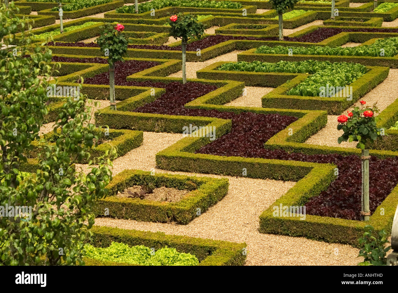Die Zier-Gärten des Chateau de Villandry, Val de Loire, Touraine, Frankreich Stockfoto