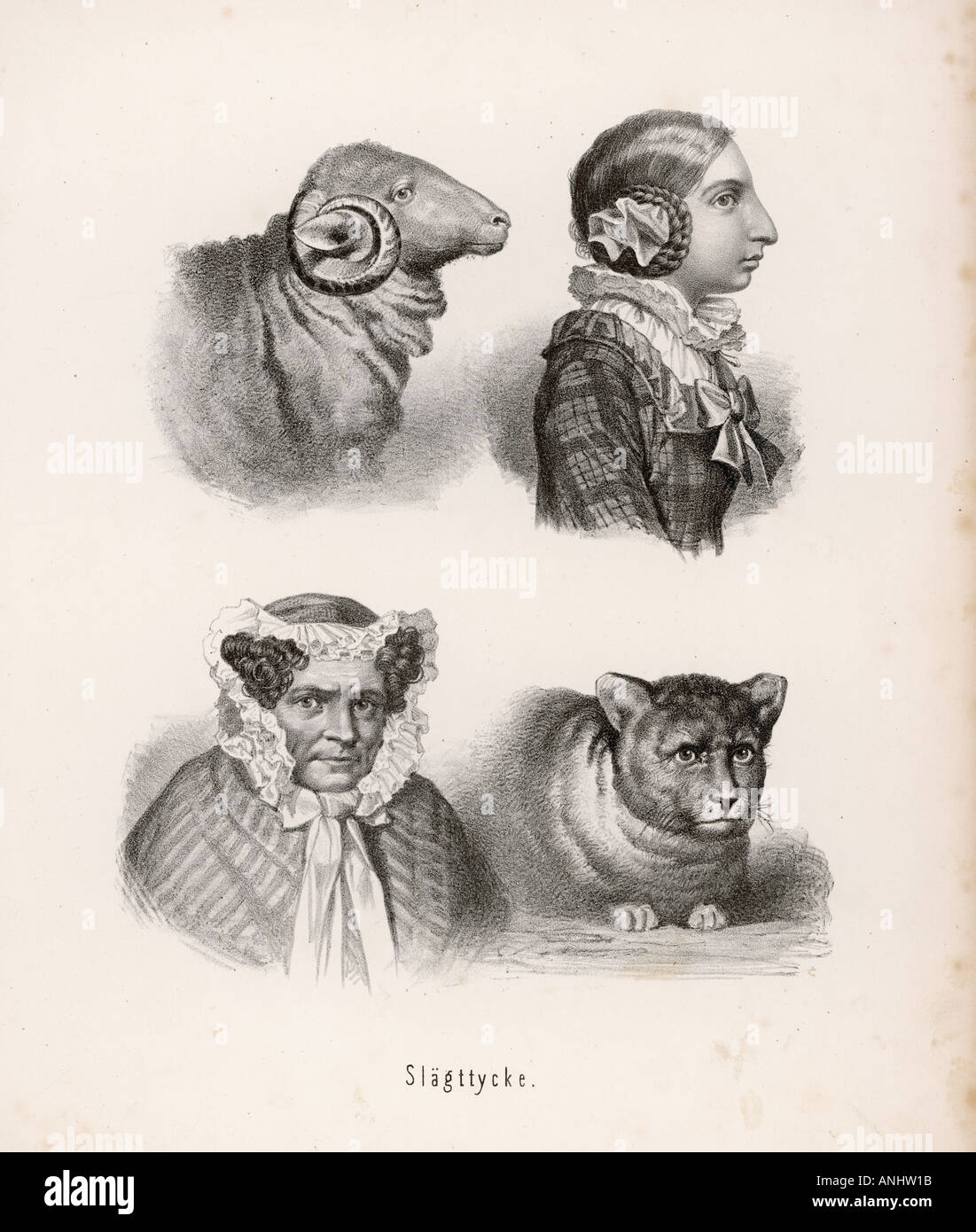 Tiere wie Eigentümer 1862 Stockfoto