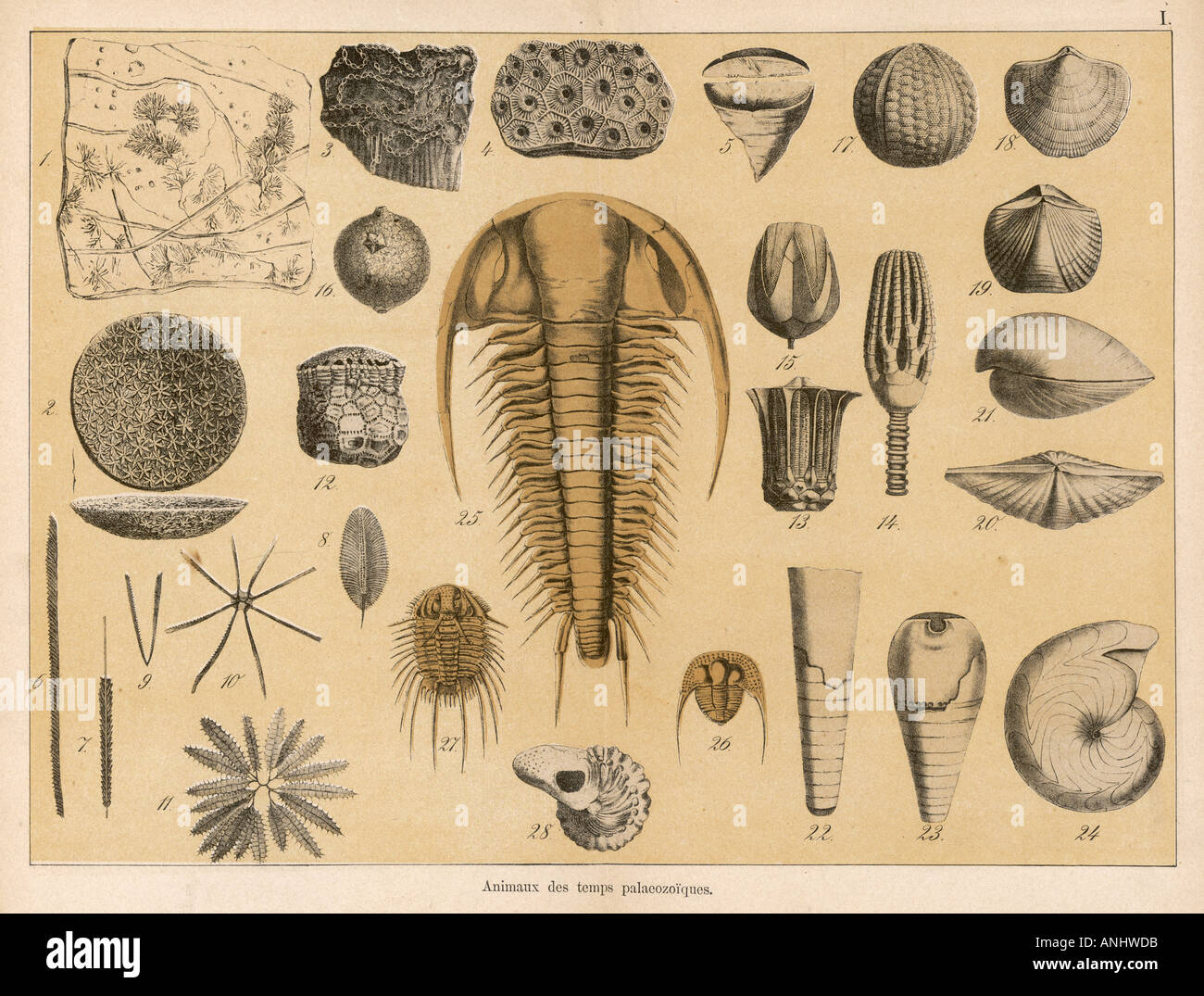 Ausgestorbene Tiere Fossilien Stockfoto