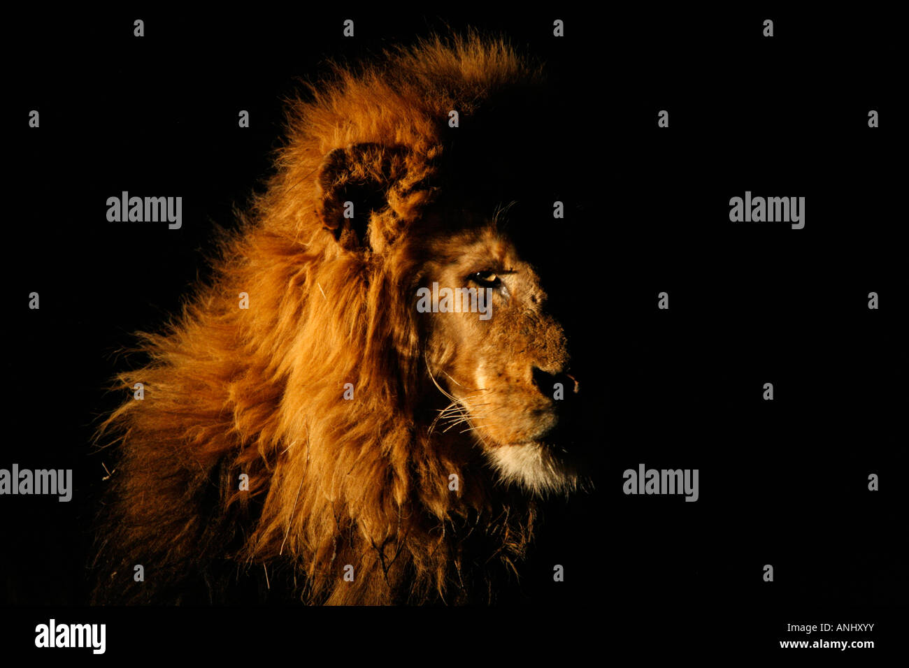Porträt eines männlichen Löwen in der Nacht Stockfoto