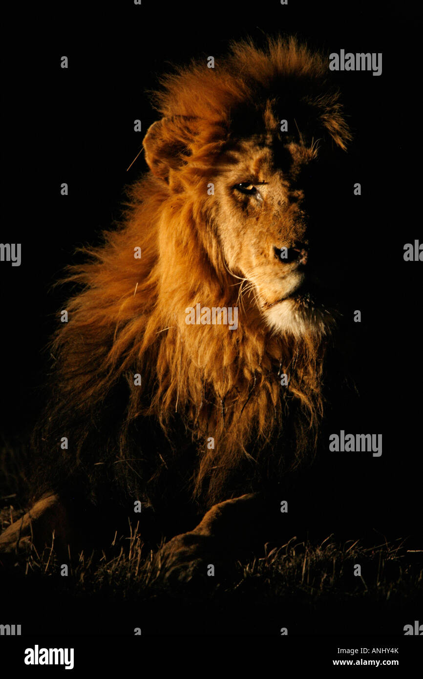 Porträt eines männlichen Löwen in der Nacht Stockfoto