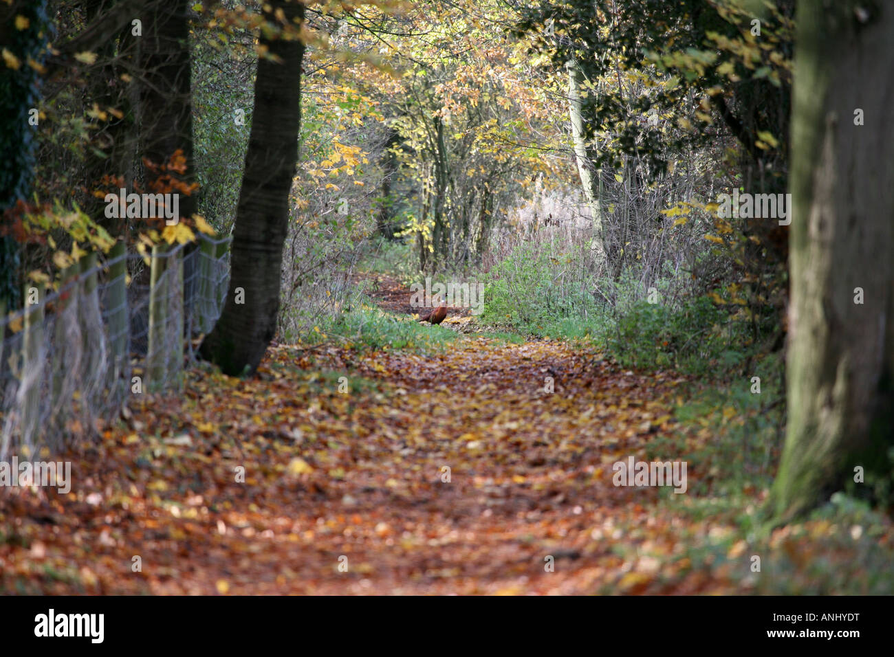 Woodland-Weg im Herbst mit gemeinsamen Fasan (Phasianus Colchicus), Stockfoto