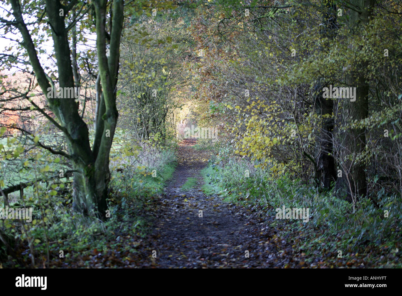 Woodland-Weg im Herbst Stockfoto