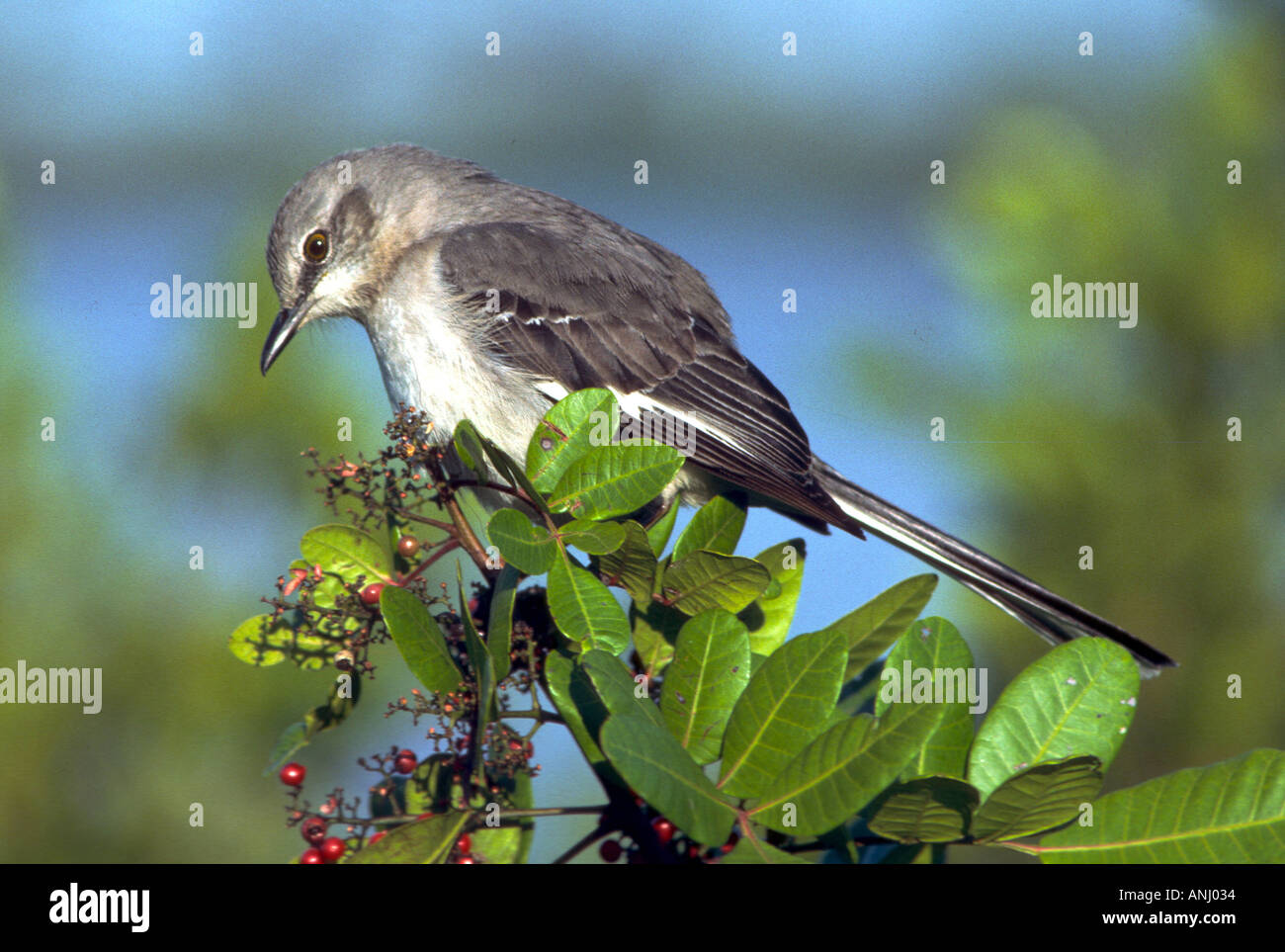 Mocking Bird Florida Zustand-Vogel Stockfoto