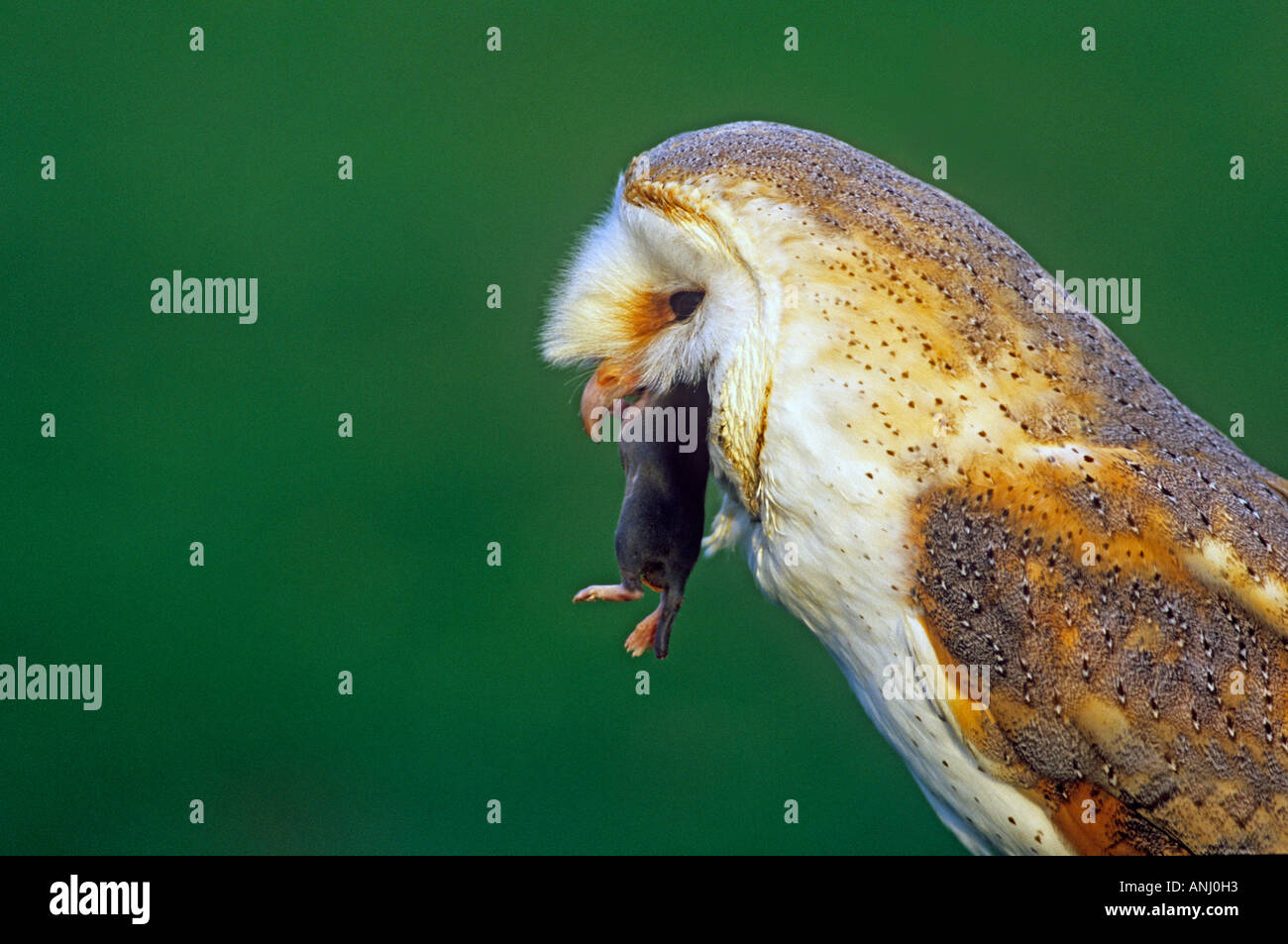 Schleiereule Essen Maus, Sussex, UK (Tyto Alba) Stockfoto