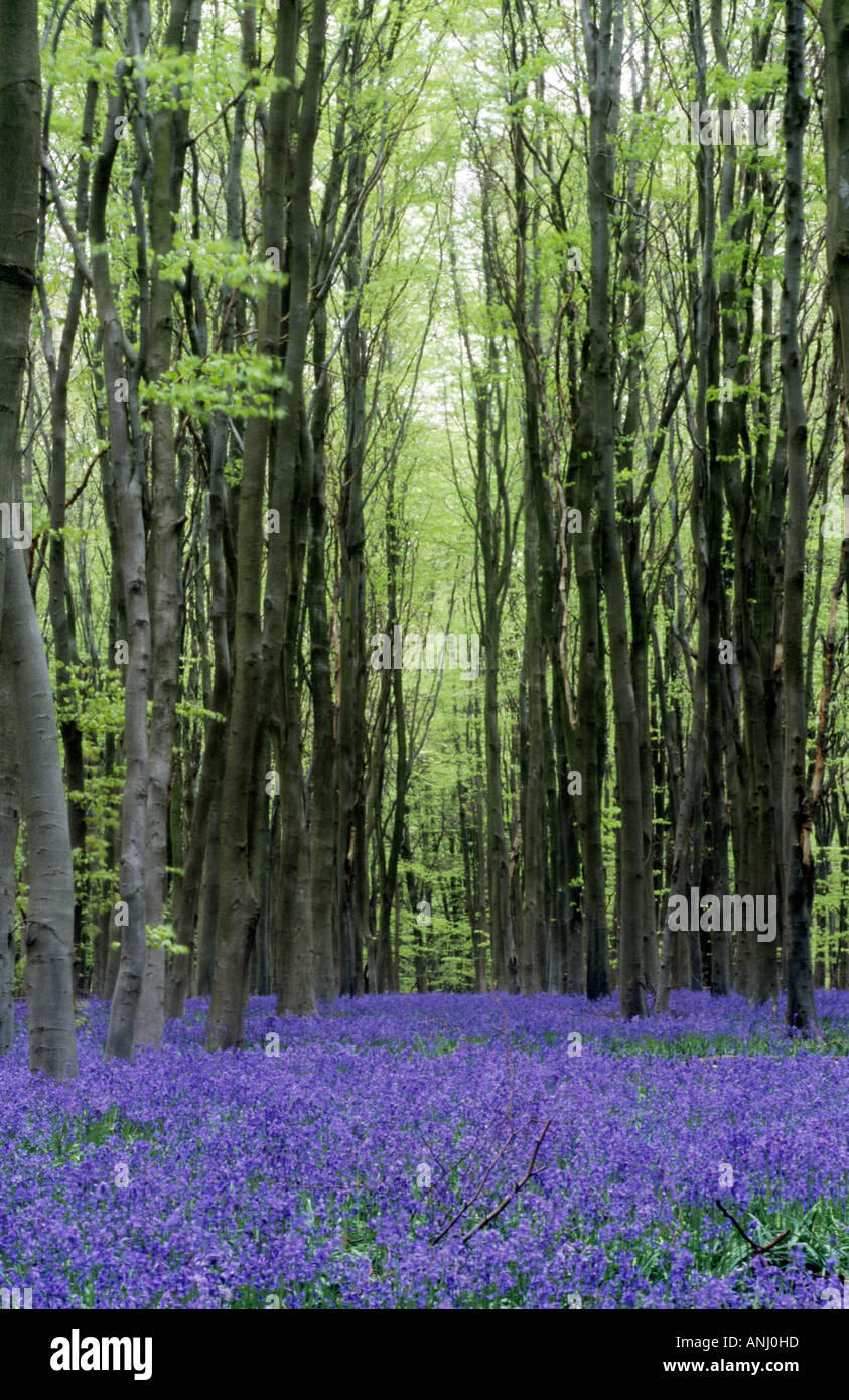 Bluebell Holz, Hampshire, UK (Hyacinthoides non-Scripta) Stockfoto
