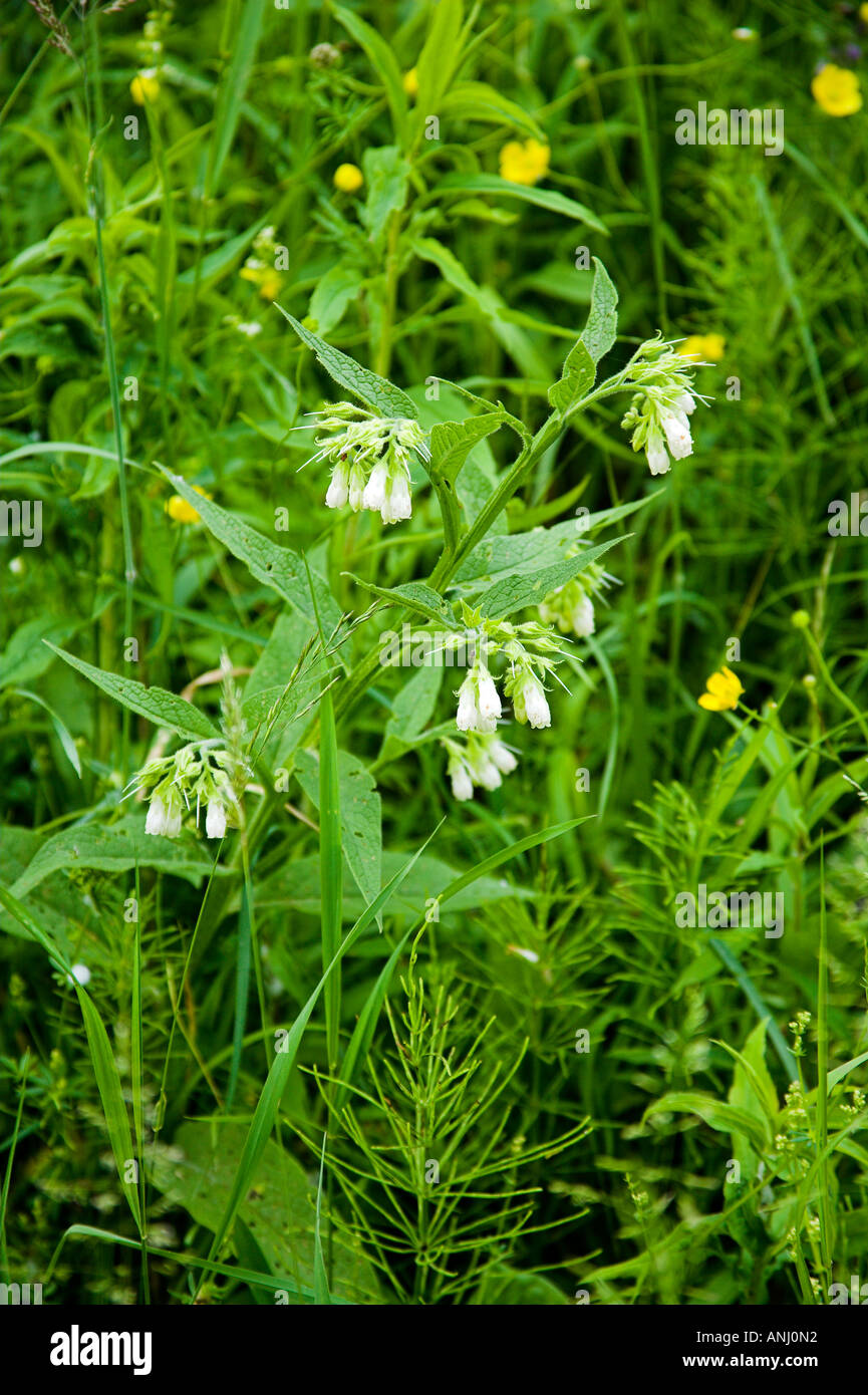 Auwald Taubergiessen Feuchtgebiet Boraginaceae Stockfoto