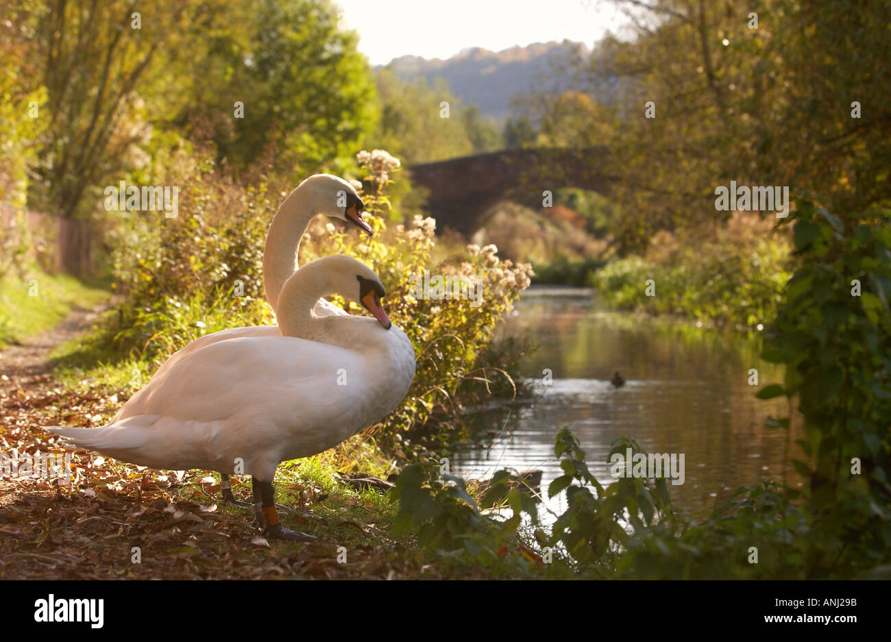 ERBE-UMFRAGE VON BRITISH WATERWAYS IDENTIFIZIERT STRUKTUREN VON BEDEUTUNG AUF DER COTSWOLD-C Stockfoto