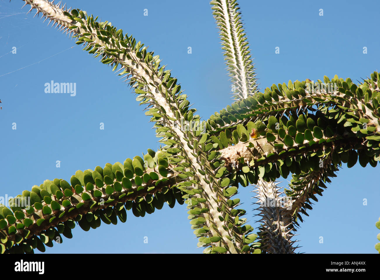 Alluaudia Procera stacheligen Pflanzen Madagaskar Stockfotografie - Alamy