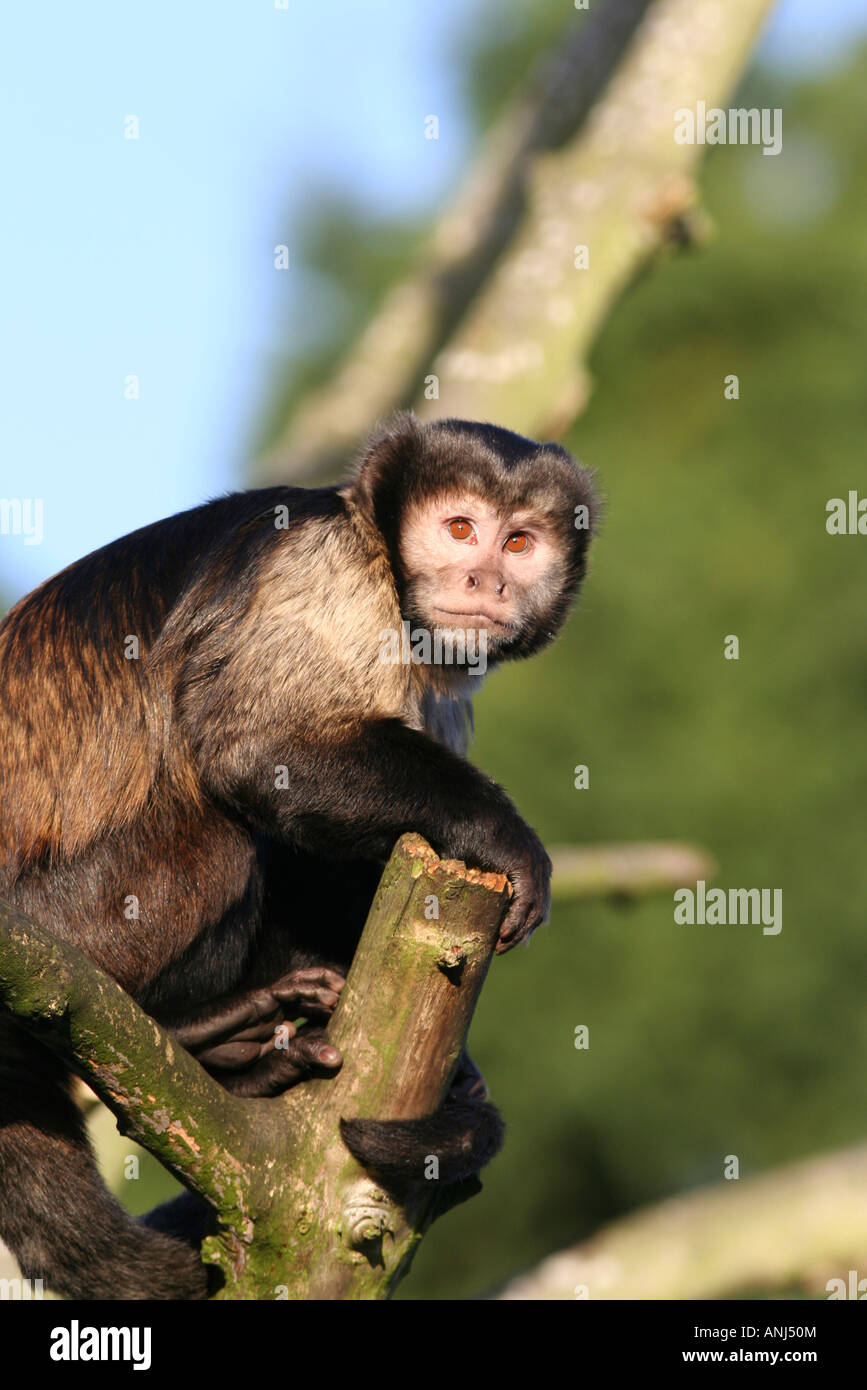 Buffy Leitung Kapuziner Affen Stockfoto