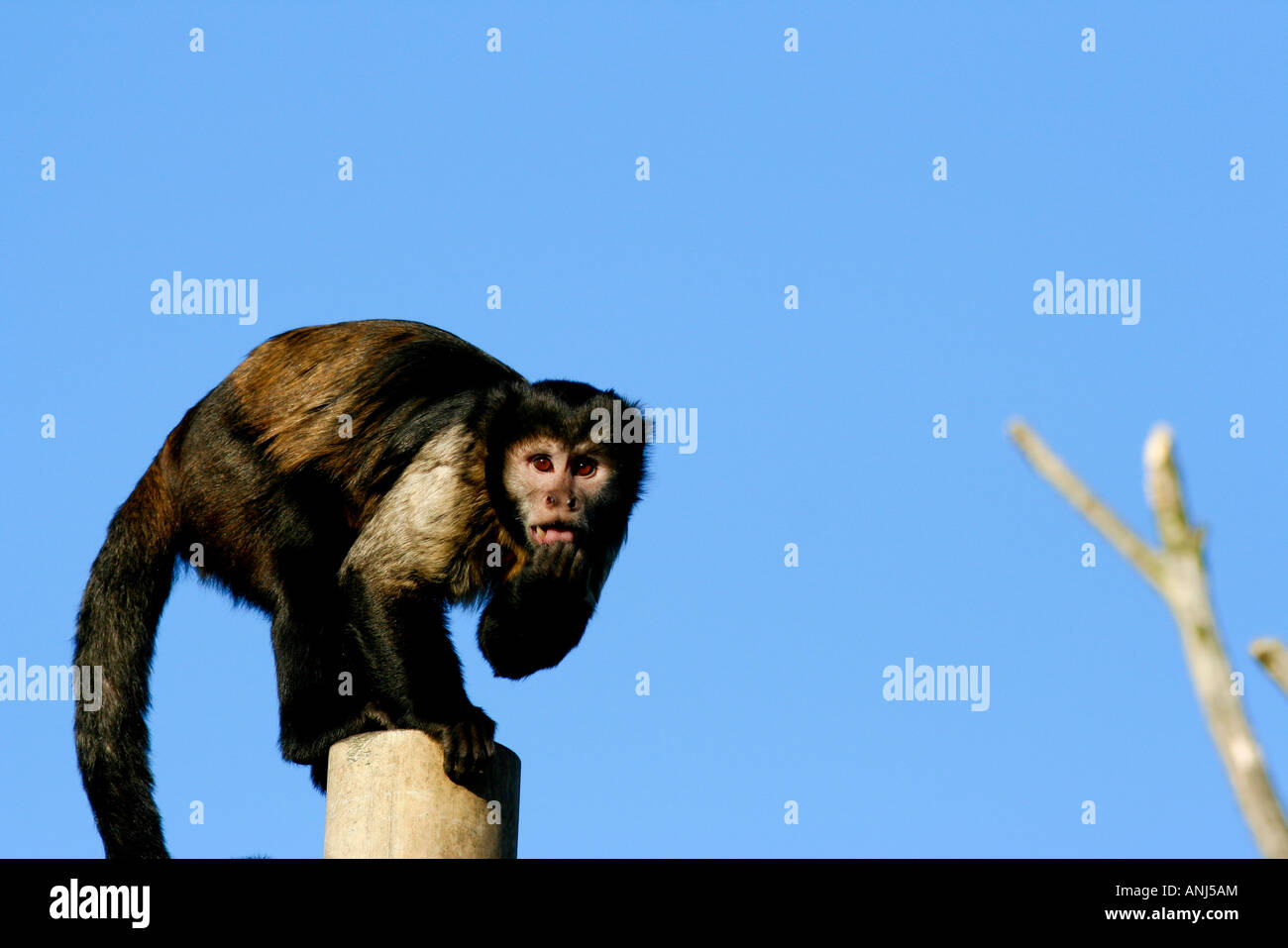 Buffy Leitung Kapuziner Affen Stockfoto