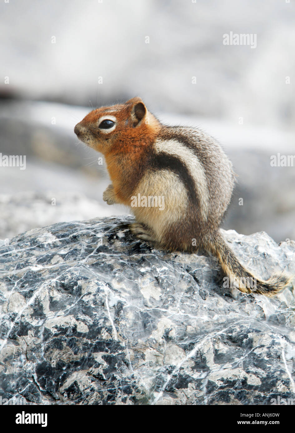 wenigsten Streifenhörnchen Nagetier niedlich kleinste kleine Kanada Stockfoto