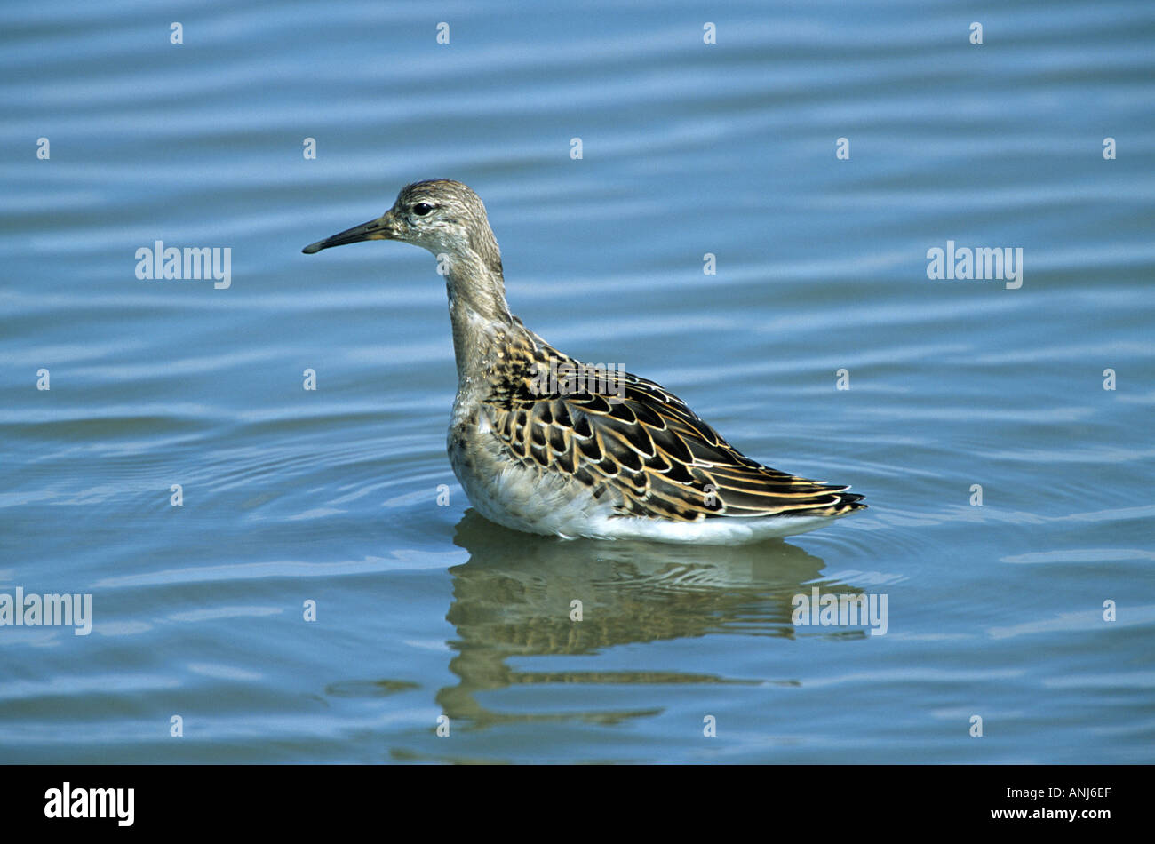 Ruff im Winter Gefieder stehen im Wasser Norfolk UK Stockfoto