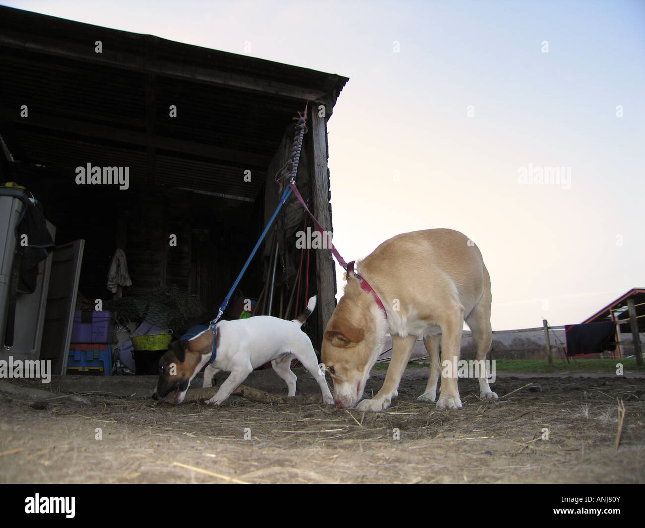 Jack Russell Terrier und Mischling Hunde Stockfoto