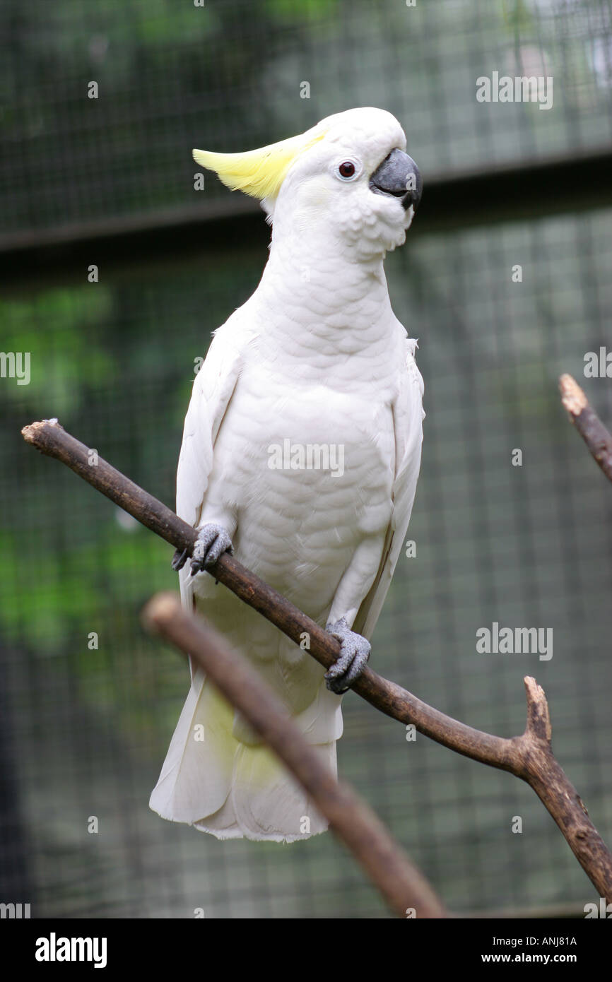 Mehr Schwefel Crested Cockatoo Stockfoto