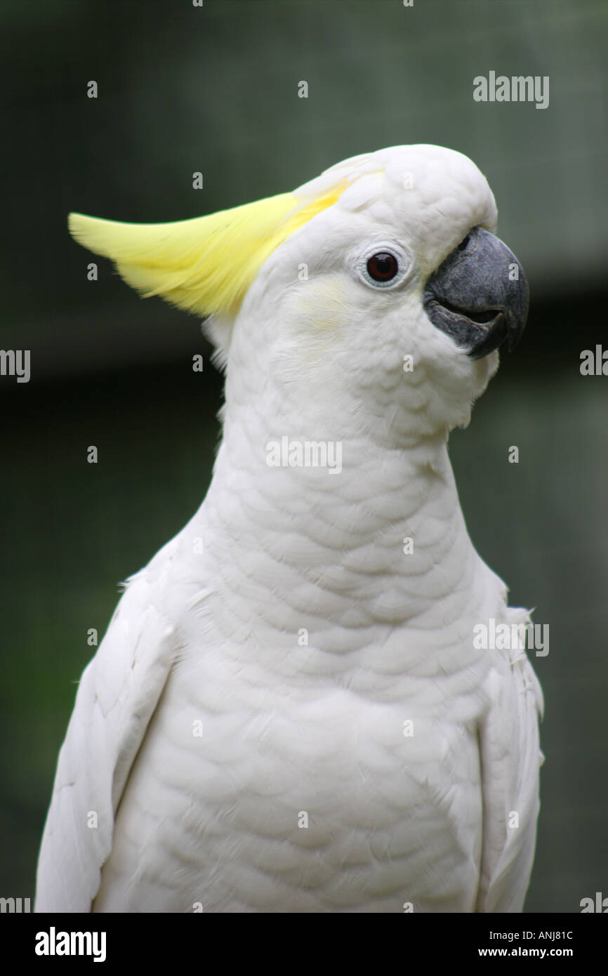Mehr Schwefel Crested Cockatoo Stockfoto