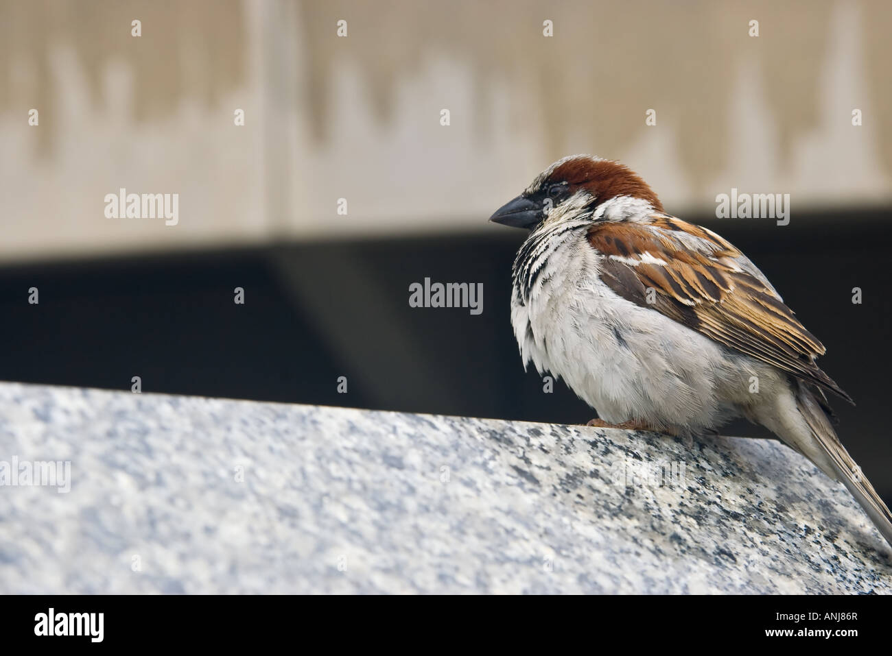kleine braune Spatz in der Stadt sitzt auf einer Betonwand Stockfoto