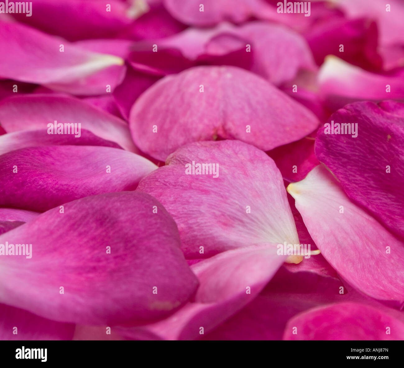 schöner Hintergrund tief rosa Rosenblüten Stockfoto