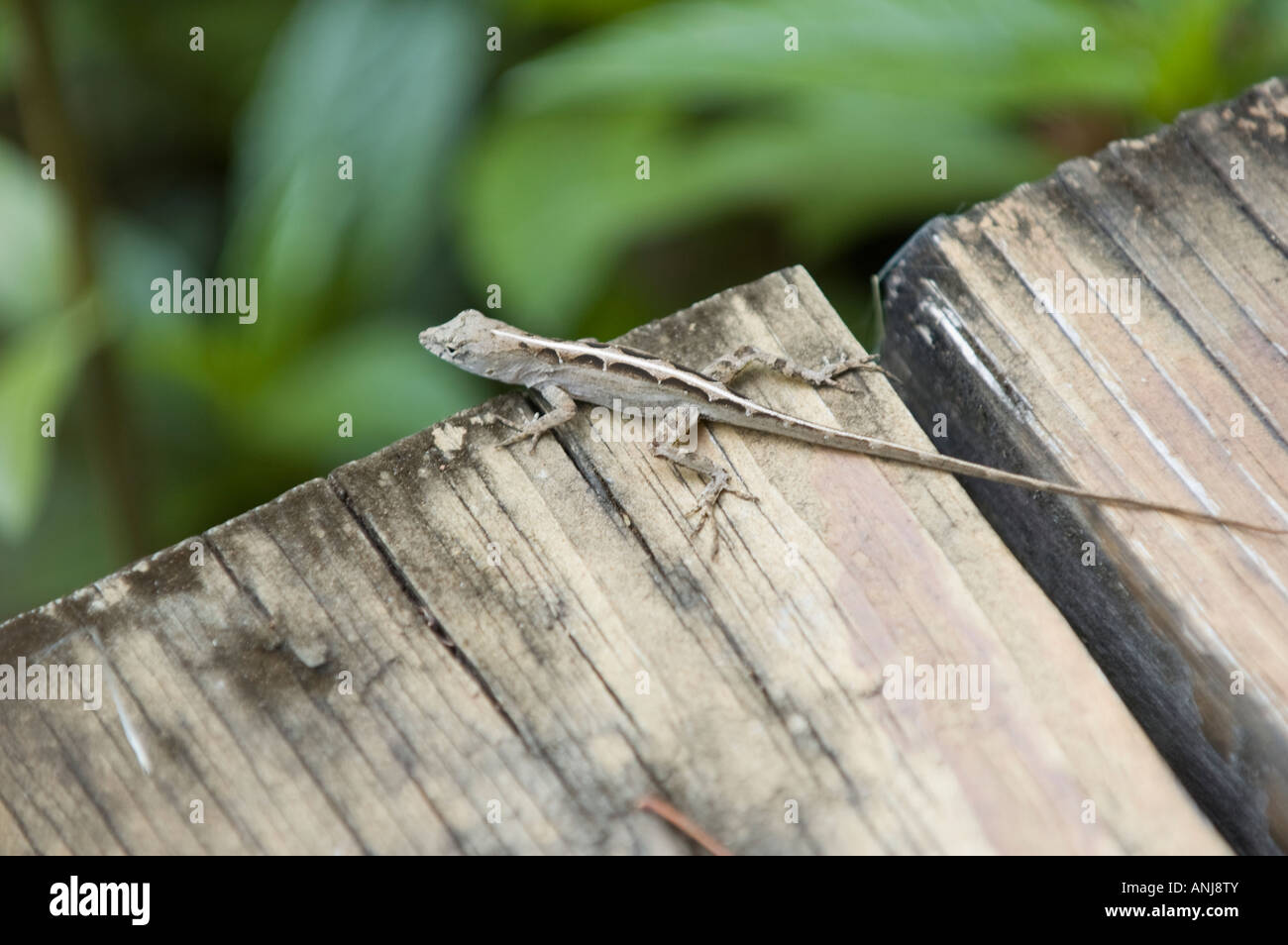 Bahama-Anolis Eidechsen auf einem Holzsteg im Loxahatchee National Wildlife Refuge in Florida Stockfoto