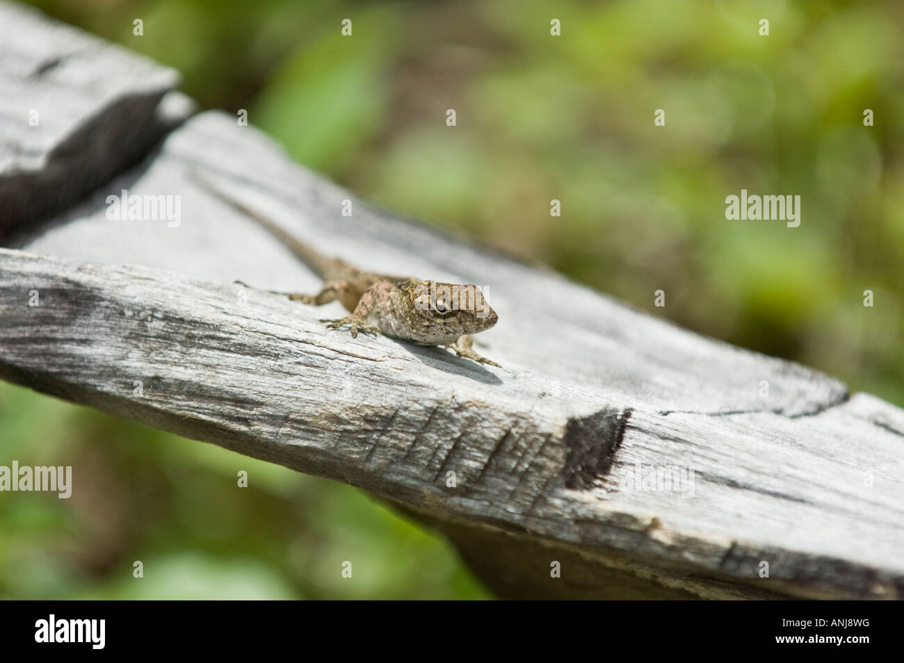 Bahama-Anolis Eidechsen auf einem Zaun in Loxahatchee National Wildlife Refuge in Florida Stockfoto