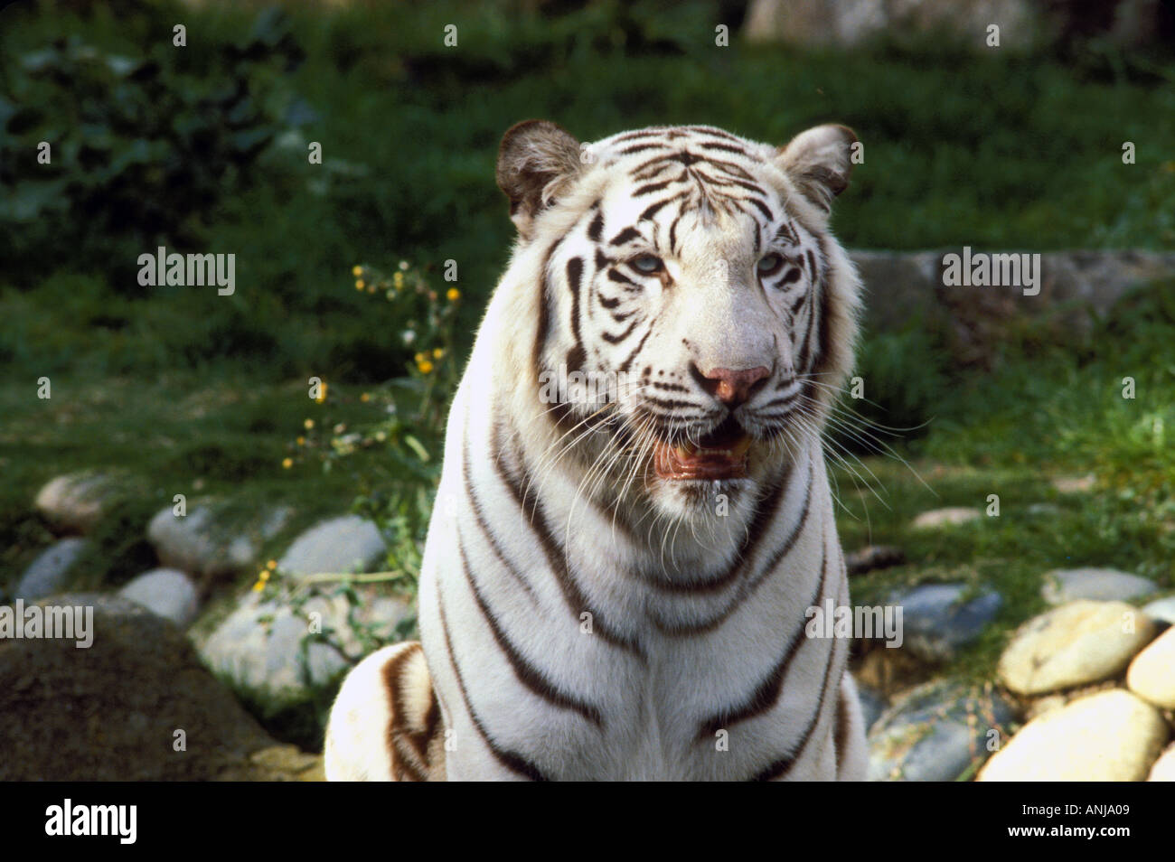 Weißen Königstiger Stockfoto