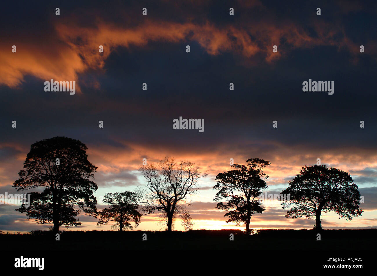 Auswahl an britischen Silhouetted Trees, Cheshire, England, Großbritannien Stockfoto
