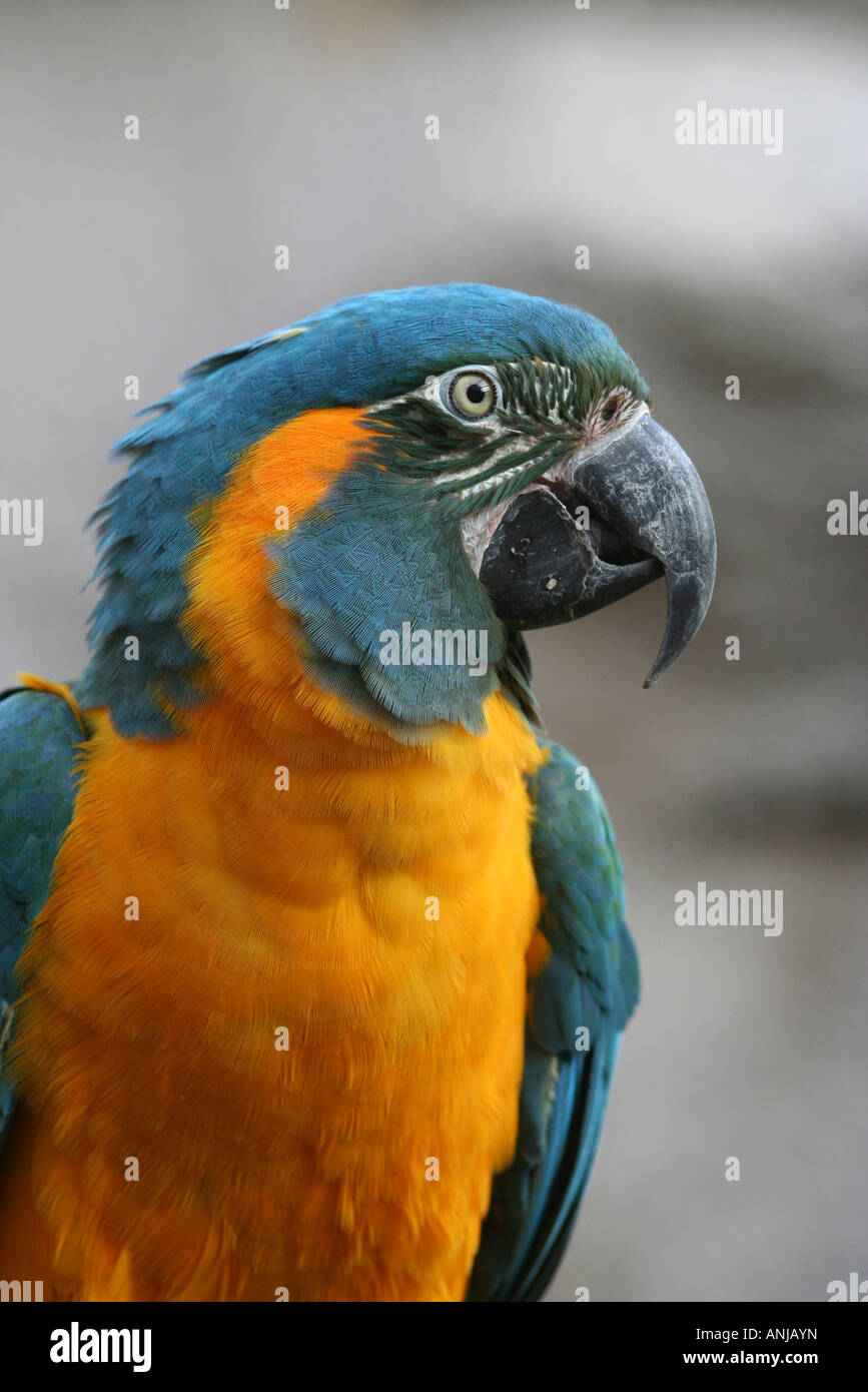 blauer throated macaw Stockfoto