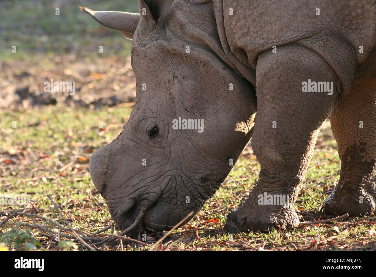 mehr einem gehörnten indische Nashorn Stockfoto