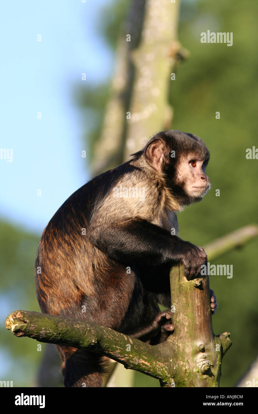 Buffy Leitung Kapuziner Affen Stockfoto
