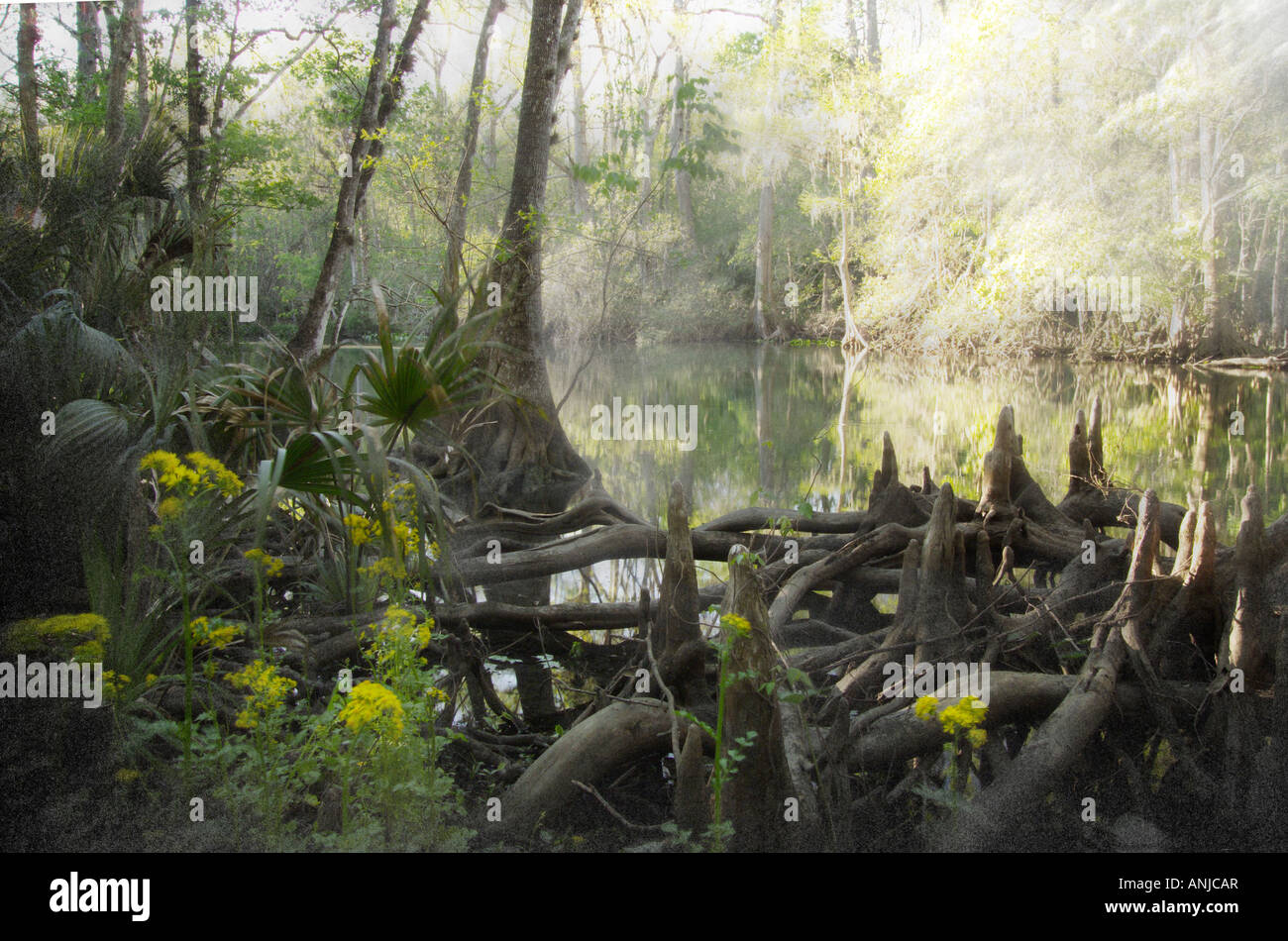 Zypresse und Wurzeln auf Silver River Silver River State Park FL Stockfoto