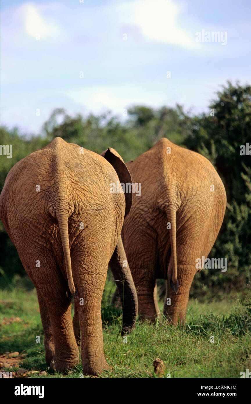 Zwei afrikanische Elefanten Weg. Krüger-Nationalpark. Südafrika. Stockfoto Zwei afrikanische Elefanten Weg. Krüger-Nationalpark. Südafrika. Stockfoto