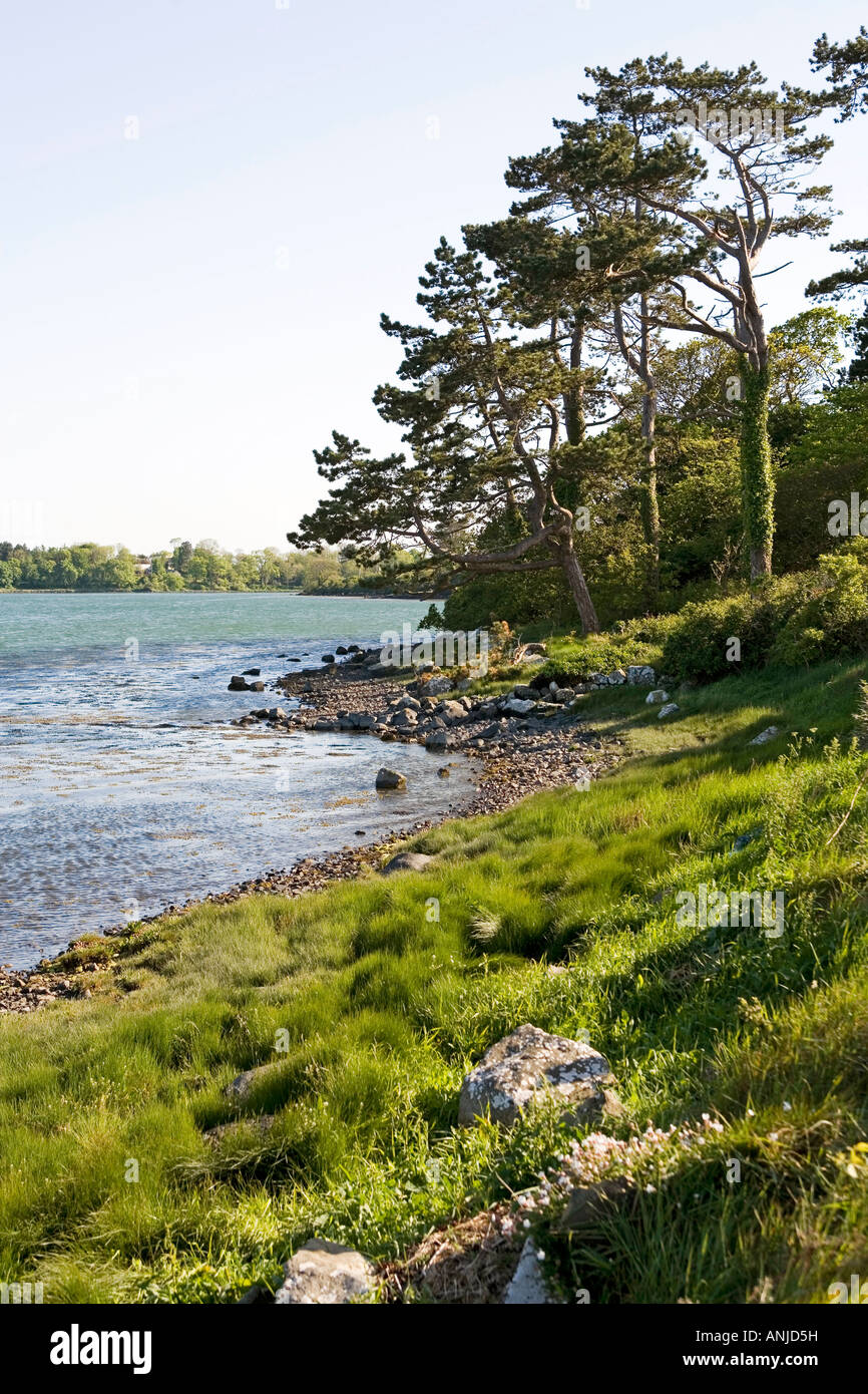 UK Nordirland County Down Reagh Insel Kiefer Bäume angrenzenden Strangford Lough Stockfoto