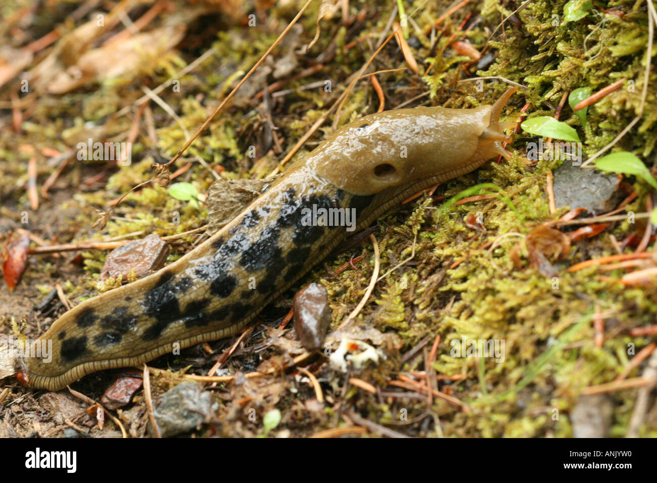 Eine Banane Schnecke kriecht auf dem Waldboden entlang der auf der Elwha River Trail in Olympic Nationalpark, Washington Stockfoto