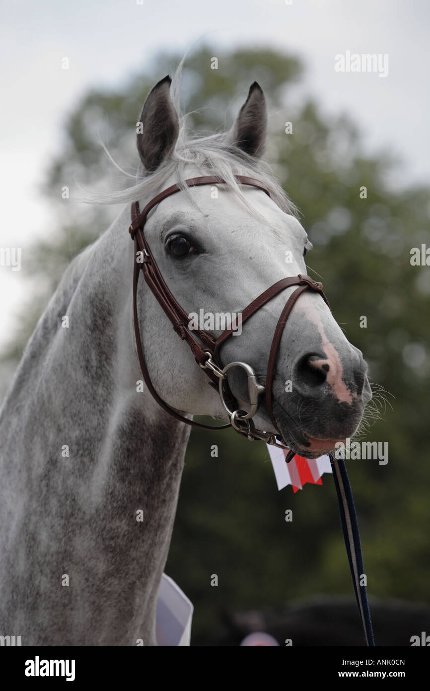 Porträt der Orlow Traber. Russisches Pferd Stockfoto