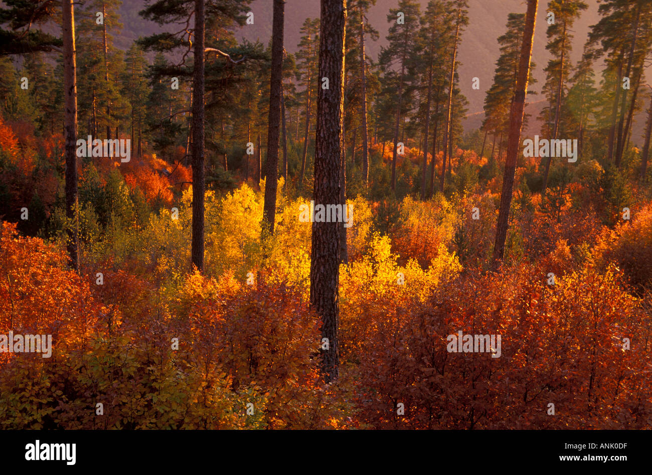 Wald in Kure Berge West Schwarzmeer-Türkei Stockfoto