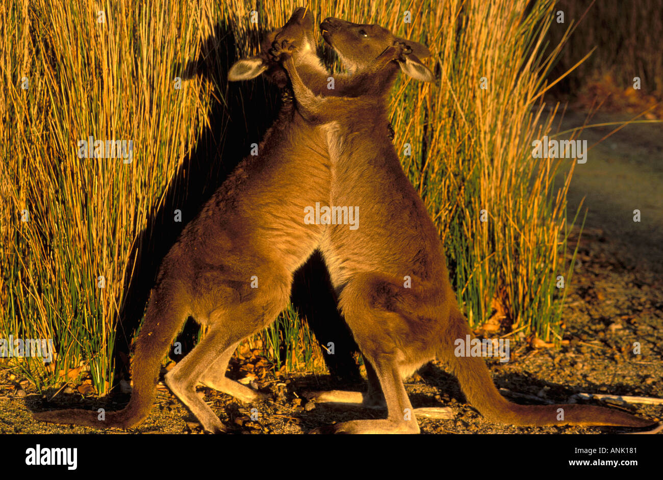 Kängurus spielen Boxen in Kangaroo Island Australien Stockfoto