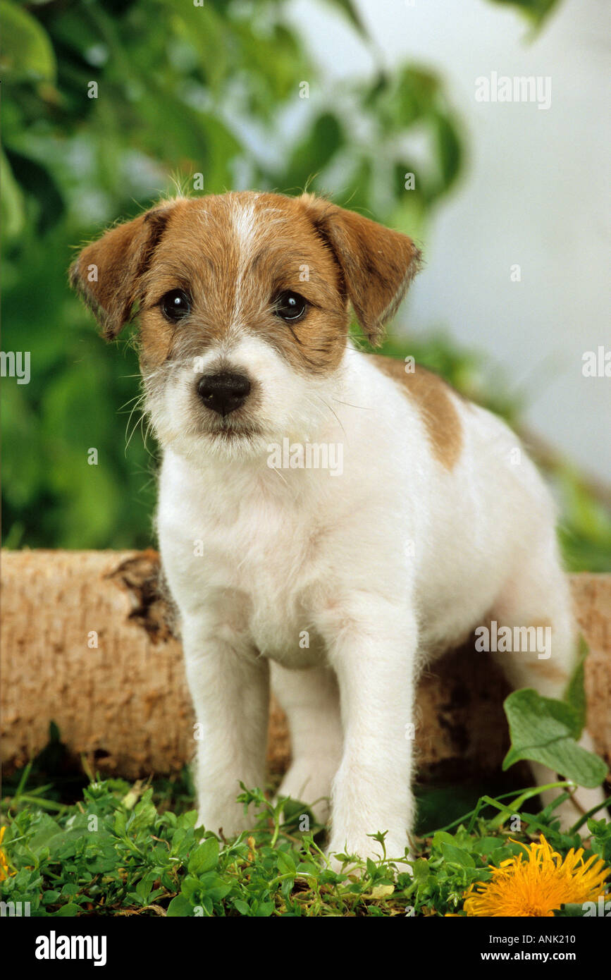 Parson Jack Russel Terrier Hund - Welpe auf Wiese Stockfotografie - Alamy