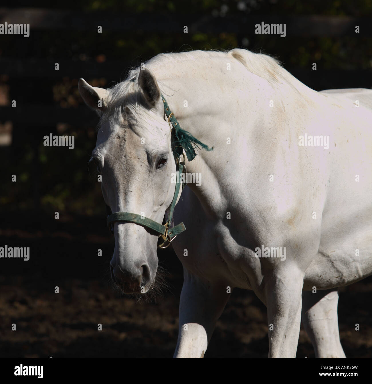 Porträt von einem weißen Pferd an einem sonnigen Tag Stockfoto