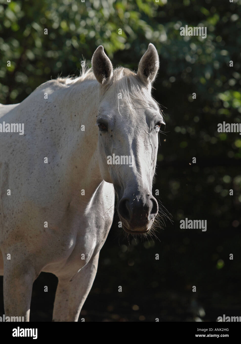 Porträt von einem weißen Pferd an einem sonnigen Tag Stockfoto