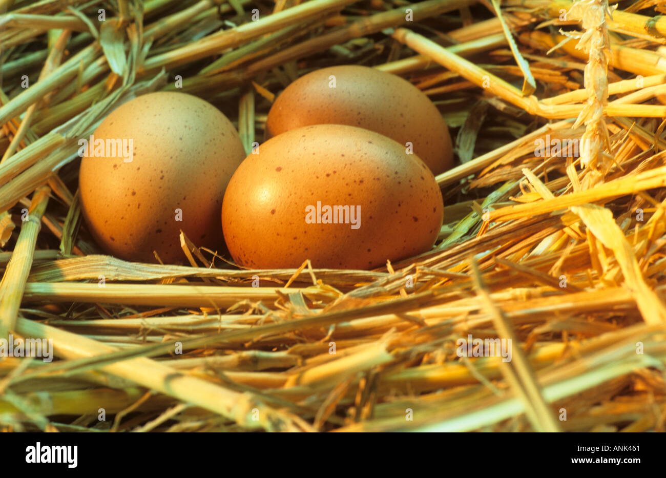 Drei Eiern in einem nest Stockfoto