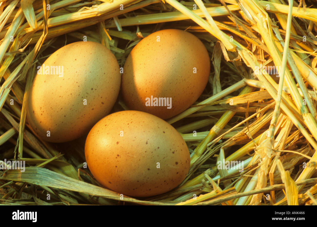 Drei Eiern in einem nest Stockfoto