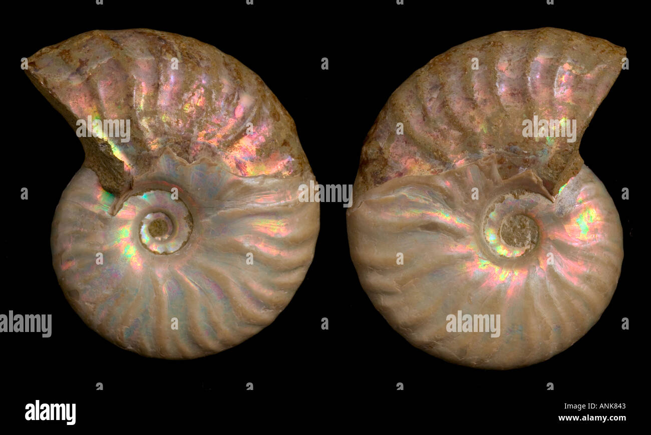 irisierende Ammoniten Fossil beide seitliche Ansichten Gastroplites Kanada Arktis Stockfoto