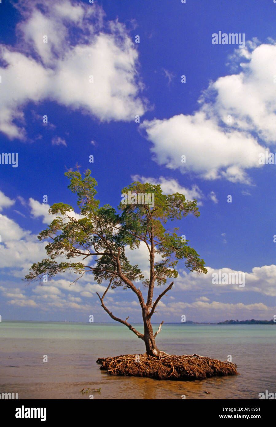 Mangroven Baum Westküste Malaysia Port Dickson Rhizophora sp Stockfoto