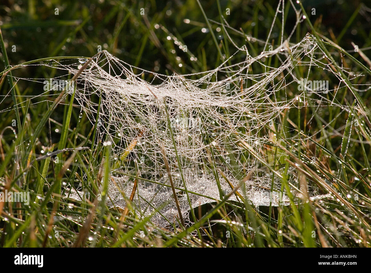 Tautropfen Hervorhebung Spinnen Stege in Rasen Stockfoto