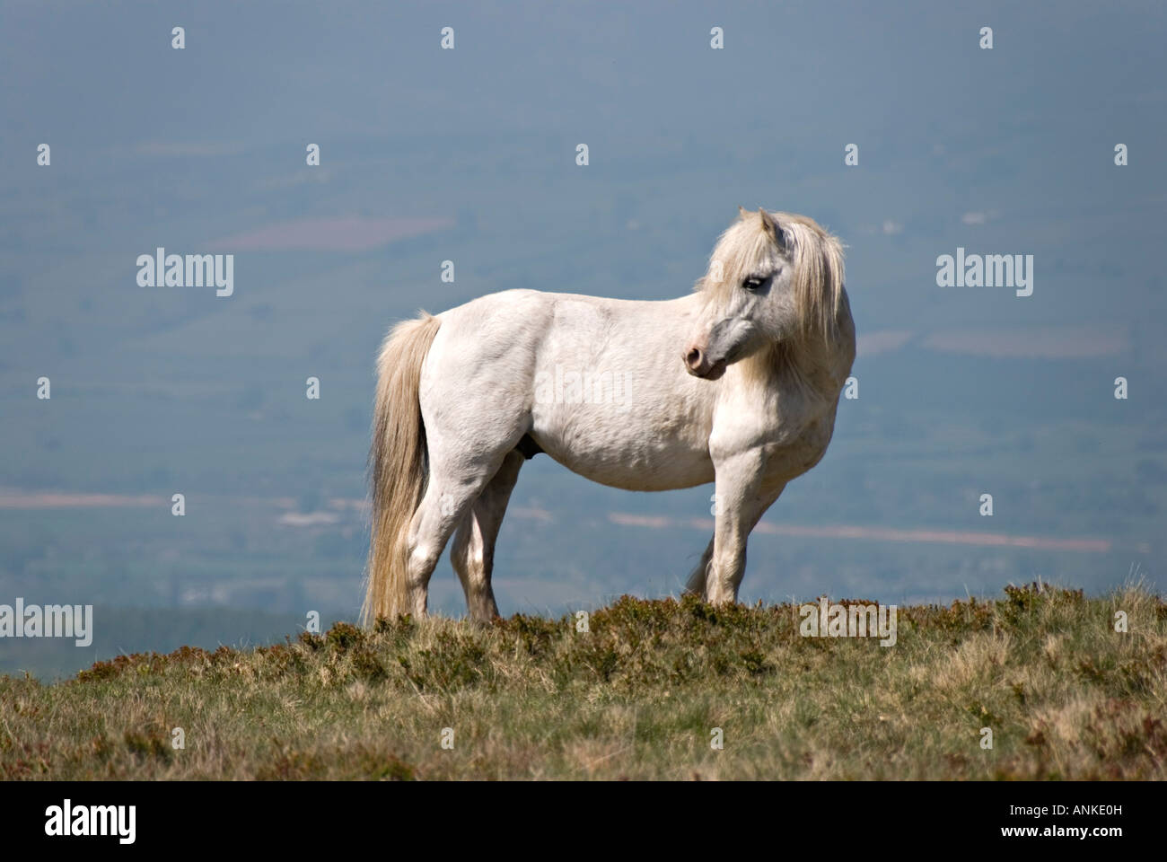 Eine wild White Mountain Pony (ein Welsh Cob) auf der Oberseite des Heu Bluff in den Schwarzen Bergen, Powys, Wales, Großbritannien Stockfoto
