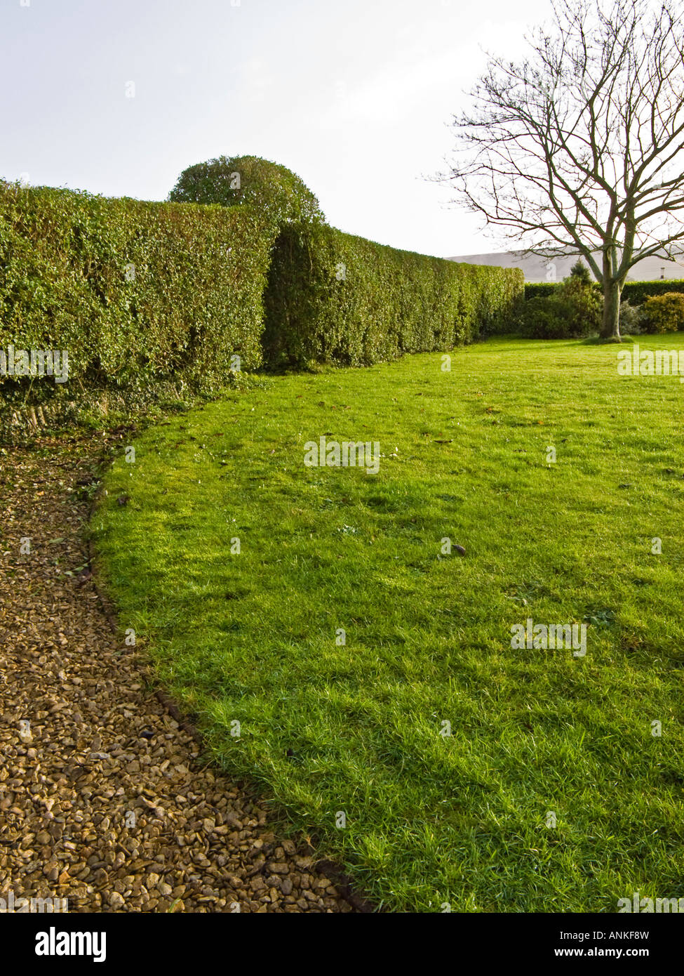 Immergrüne Reifen Liguster Hecke bietet Schutz vor Nordwinden und