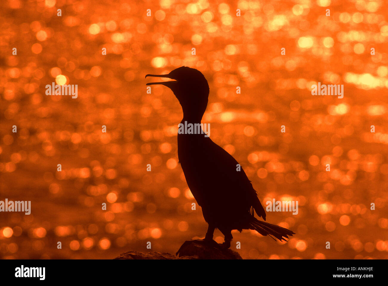 Europäische Shag Phalacrocorax Aristotelis Erwachsenen keuchend während thront auf einem Felsen bei Sonnenuntergang Farne Islands, Northumberland Stockfoto