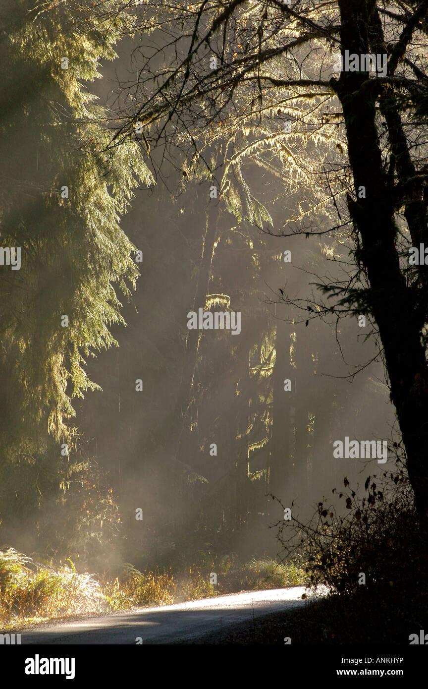 Queets River Gebiet, Regenwald, Olympic Nationalpark, Olympische Halbinsel, Washington, USA, Nordamerika. Stockfoto