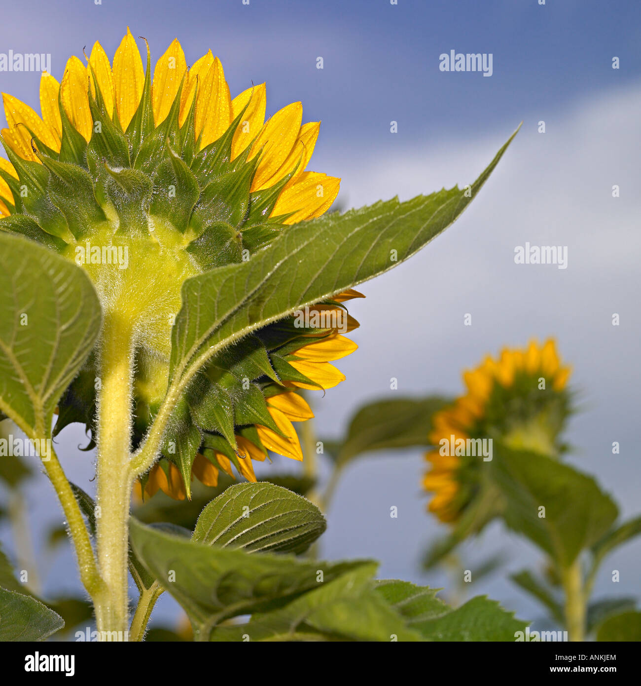 Sonnenblumen /Helianthus Annuus / im Feld Stockfoto